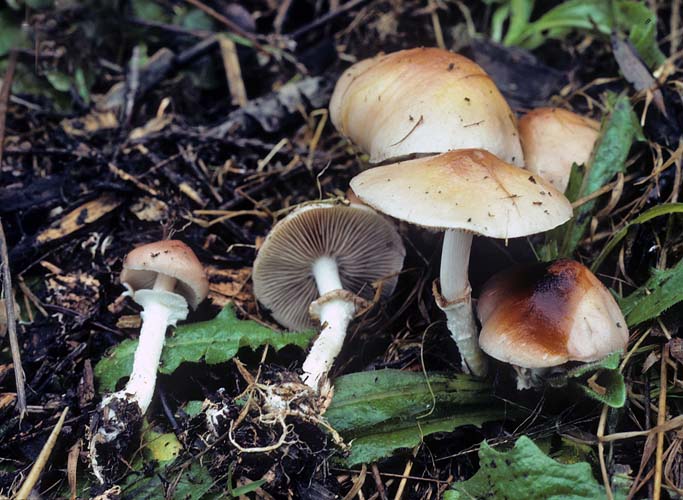 Stropharia albivelata